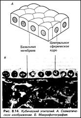 Ультраструктура поперечнополосатых мышц - student2.ru