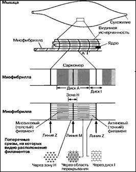 Ультраструктура поперечнополосатых мышц - student2.ru