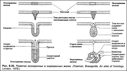 Ультраструктура поперечнополосатых мышц - student2.ru