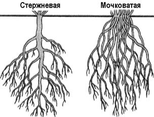 Урок 4-5 Клетка, ткани, органы растения, их функции и взаимосвязь. Корень и корневые системы. Видоизменения корня. Внутреннее строение корня в связи с его функциями - student2.ru