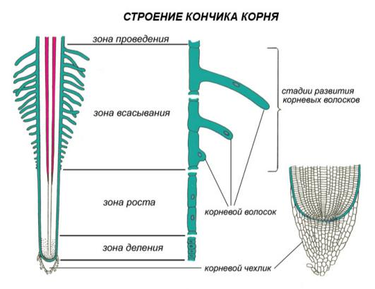 Урок 4-5 Клетка, ткани, органы растения, их функции и взаимосвязь. Корень и корневые системы. Видоизменения корня. Внутреннее строение корня в связи с его функциями - student2.ru