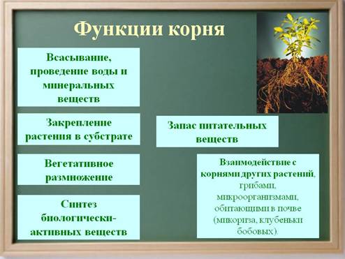 Урок 4-5 Клетка, ткани, органы растения, их функции и взаимосвязь. Корень и корневые системы. Видоизменения корня. Внутреннее строение корня в связи с его функциями - student2.ru