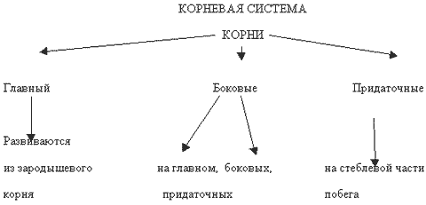 Урок 4-5 Клетка, ткани, органы растения, их функции и взаимосвязь. Корень и корневые системы. Видоизменения корня. Внутреннее строение корня в связи с его функциями - student2.ru