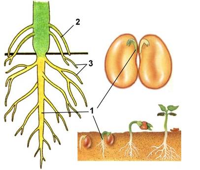 Урок 4-5 Клетка, ткани, органы растения, их функции и взаимосвязь. Корень и корневые системы. Видоизменения корня. Внутреннее строение корня в связи с его функциями - student2.ru