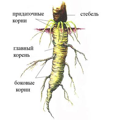 Урок 4-5 Клетка, ткани, органы растения, их функции и взаимосвязь. Корень и корневые системы. Видоизменения корня. Внутреннее строение корня в связи с его функциями - student2.ru