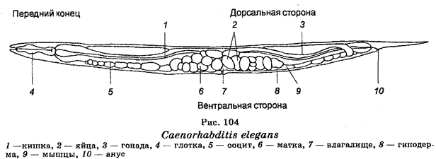 Уровни изучения неслественности - student2.ru