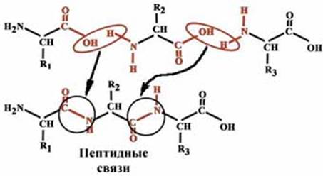 Уровни организации белковой молекулы - student2.ru