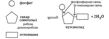 Уровни организации молекулы ДНК - student2.ru