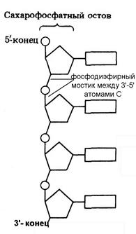 Уровни организации молекулы ДНК - student2.ru