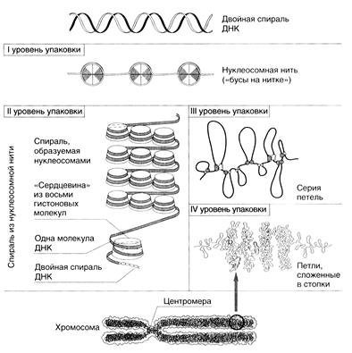 Уровни организации молекулы ДНК - student2.ru