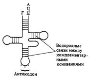 Уровни организации молекулы ДНК - student2.ru