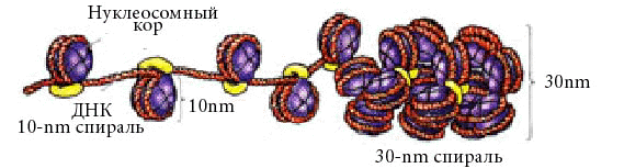 Уровни упаковки генетического материала. - student2.ru