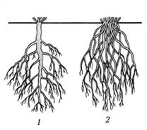 Установите соответствие между растениями (А-З) и соответствующей корневой системой. - student2.ru