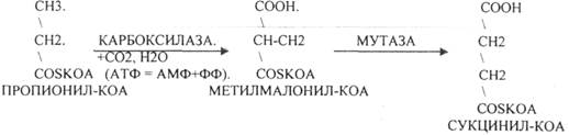 В 1949г. А. ЛЕНИНДЖЕР установил, что бета-окисление ВЖК происходит в МИТОХОНДРИЯХ. Д. ЛИНЕН (1954г.) детально описал все стадии бета-окисления - student2.ru