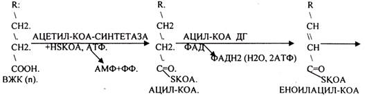 В 1949г. А. ЛЕНИНДЖЕР установил, что бета-окисление ВЖК происходит в МИТОХОНДРИЯХ. Д. ЛИНЕН (1954г.) детально описал все стадии бета-окисления - student2.ru