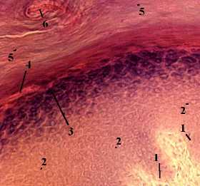 В. Базальный слой эпидермиса - student2.ru