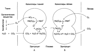 В чём заключается диагностическое значение гемоглобина АIc? - student2.ru