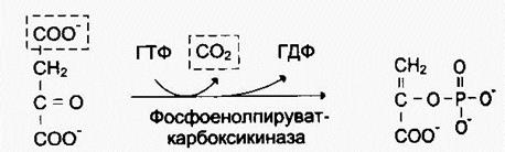 В последующей реакции, катализируемой ферментом фосфоенолпируваткарбоксикиназой, из оксалоацетата образуется фосфоенолпируват. Реакция Mg2-зависимая и донором фосфата служит GTP - student2.ru