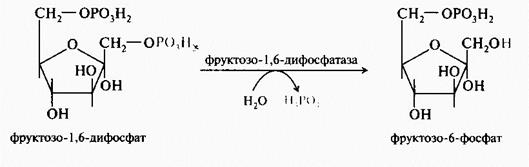 В последующей реакции, катализируемой ферментом фосфоенолпируваткарбоксикиназой, из оксалоацетата образуется фосфоенолпируват. Реакция Mg2-зависимая и донором фосфата служит GTP - student2.ru