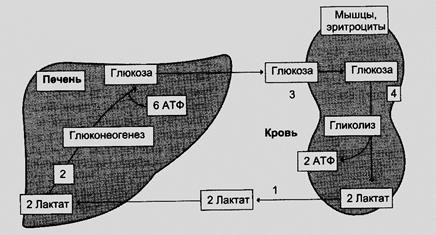 В последующей реакции, катализируемой ферментом фосфоенолпируваткарбоксикиназой, из оксалоацетата образуется фосфоенолпируват. Реакция Mg2-зависимая и донором фосфата служит GTP - student2.ru