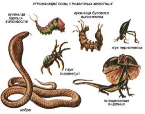 В разные геологические эпохи - student2.ru