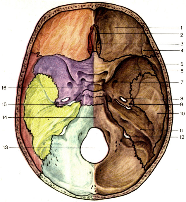 Мозговое основание черепа. Основание черепа Черепные ямки. Внутреннее основание черепа анатомия. Кость основания черепа. Кости внутреннего основания черепа.