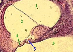 В. Стенки перепончатой улитки - student2.ru