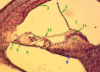В. Стенки перепончатой улитки - student2.ru