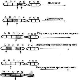 В) эктопия сердца; г)гиперплазия органов - student2.ru