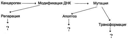 В) эктопия сердца; г)гиперплазия органов - student2.ru