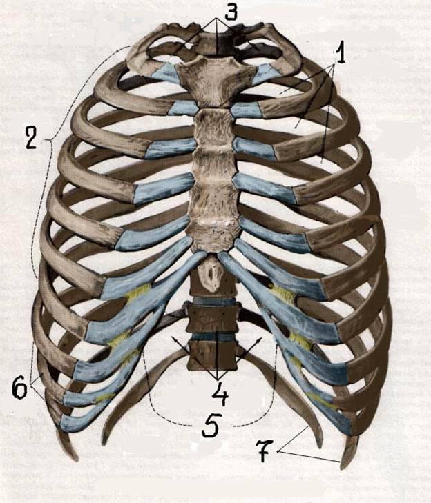 V2:Тема 1.2 Ребра. Грудина. Строение, соединение ребер с грудиной и позвонками. Грудная клетка в целом. Кости плечевого пояса. - student2.ru