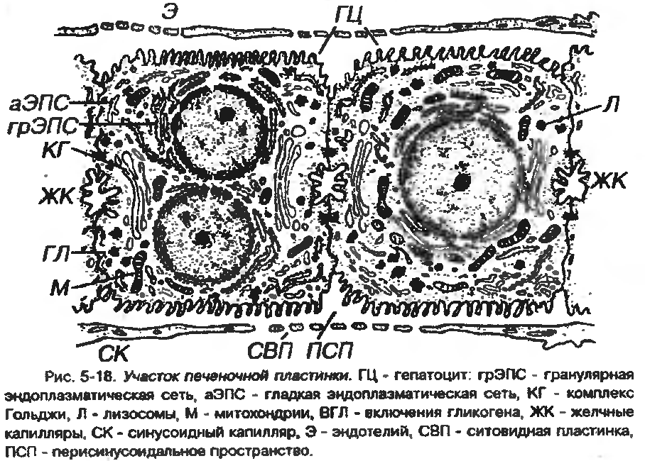 ведение. Общая характеристика. 5 страница - student2.ru