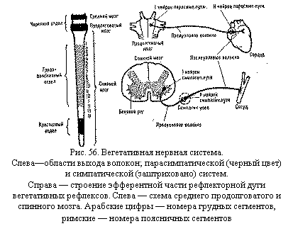 Вегетативная нервная система: структурно-функциональные особенности и развитие в онтогенезе. - student2.ru