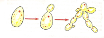 Вегетативное размножение происходит частями мицелия, у дрожжевых грибов – почкованием. - student2.ru