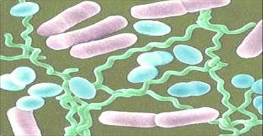 Вид - Leptospira interrogans - student2.ru