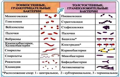 Вид - Leptospira interrogans - student2.ru