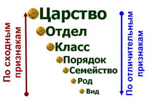 Вид - Leptospira interrogans - student2.ru