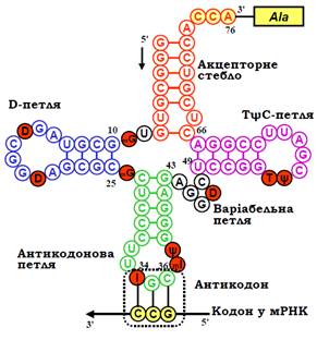 Відповідність між нуклеотидами в першій позиції антикодона і третій позиції кодона - student2.ru