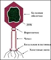 Вирусы – доклеточные (?) формы живого (?) - student2.ru