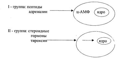 Витамин B6, адермин, пиридоксол - student2.ru