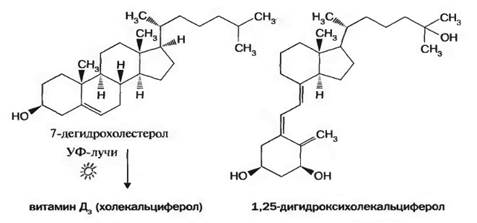 Витамин Д (кальциферол). Антирахитический витамин - student2.ru