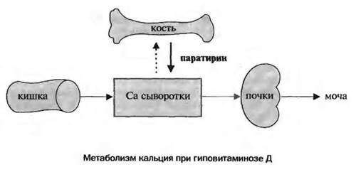 Витамин Д (кальциферол). Антирахитический витамин - student2.ru