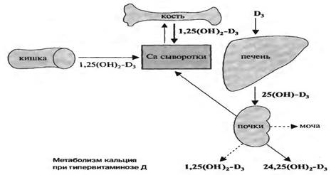 Витамин Д (кальциферол). Антирахитический витамин - student2.ru