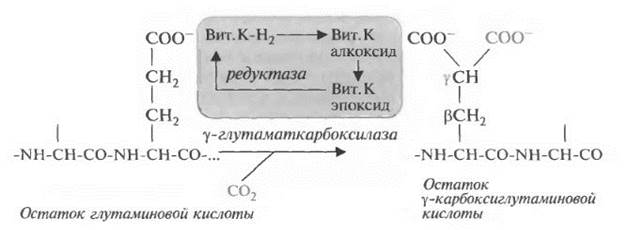 Витамин К (нафтохиноны). Антигеморрагический витамин - student2.ru