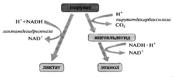 витамин с (аскорбиновая кислота). антицинготный витамин - student2.ru