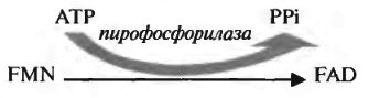 витамин с (аскорбиновая кислота). антицинготный витамин - student2.ru