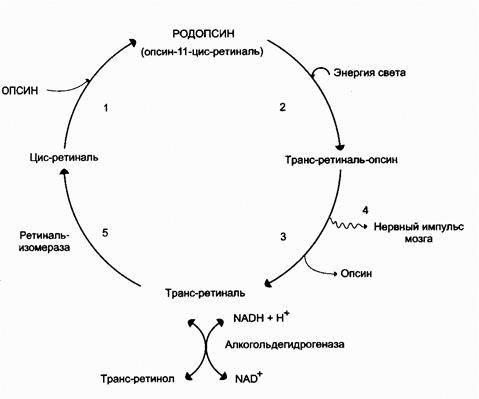 ВИТАМИНЫ – БИОЛОГИЧЕСКАЯ РОЛЬ, КЛАССИФИКАЦИЯ - student2.ru