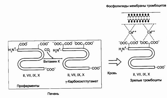 ВИТАМИНЫ – БИОЛОГИЧЕСКАЯ РОЛЬ, КЛАССИФИКАЦИЯ - student2.ru