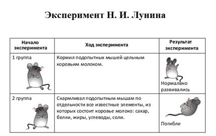 Витамины в организме человека - student2.ru