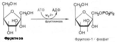 Включение фруктозы и галактозы в гликолиз - student2.ru